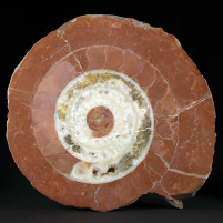 Großer angeschliffener Trias Ammonit Arcestes sp. aus Österreich