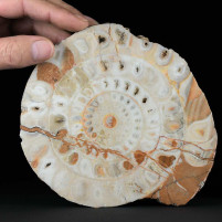 Großer seltener Trias Ammonit Arcestes sp. aus Österreich