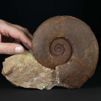 Herrlicher Trias Ammonit Monophyllites simonyi aus Österreich