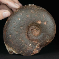 Trias Ammonit Rhacophyllites aus Österreich