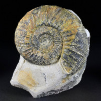 Schöner versteinerter Jura Ammonit aus Deutschland