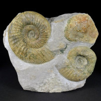 Versteinerte Ammoniten aus dem Kalksteinbruch Bischberg
