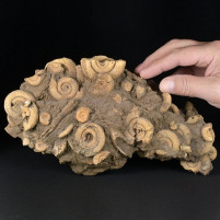 Dactylioceras Ammonitenstufe aus Schlaifhausen