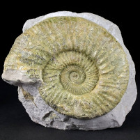 Versteinerter Jura Ammonit aus Bischberg Deutschland