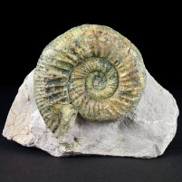 Fossilien Deutschland Jura Ammonit Orthosphinctes
