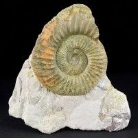 Jura Ammonit Orthosphinctes sp. Deutschland