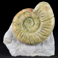 Jura Ammoniten aus Deutschland Orthosphinctes von Bischberg