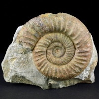 Jura Ammonit Orthosphinctes aus Deutschland