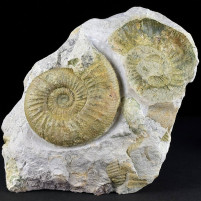 Fossilien Jura Ammonit Orthosphinctes sp. Deutschland
