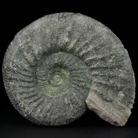Ammonit Orthosphinctes sp. aus Gräfenberg, Bayern