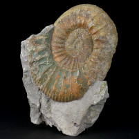 Fossilien Ammonit Orthosphinctes aus Deutschland