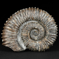 Heteromorpher Ammonit Aegocrioceras capricornu aus Resse