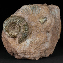 Fossilien Deutschland Ammonit Parkinsonia Sengenthal
