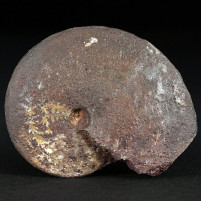 Fossilien aus Sengenthal Ammonit Oxycerites sp.