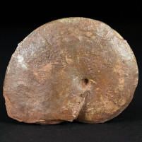Jura Ammoniten Oxycerites aus Sengenthal