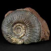 Jura Ammonit Lobosphinctes aus Sengenthal
