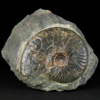 Jura Ammonit Ancolioceras Leioceras aus dem Wutachtal