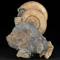 Ammoniten Dactylioceras aus Schlaiffhausen