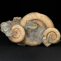 Jura Ammoniten Dactylioceras athleticum aus Schlaiffhausen