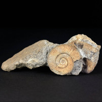 Ammonit Dactylioceras athleticum
