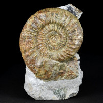 Toller Jura Ammonit Orthosphinctes aus Deutschland