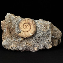Fossilien Jura Ammonit Dactylioceras athleticum aus Oberfranken