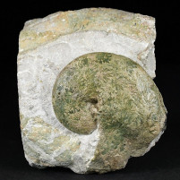 Ammoniten Deutschland Streblites tenuilobatus von Bischberg