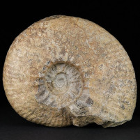 Jura Ammonit Ataxioceras aus Drügendorf