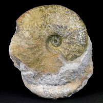 Jura Ammoniten Taramelliceras aus Deutschland