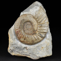 Jura Ammoniten aus Deutschland Orthosphinctes sp.