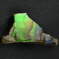 Fossilien-versteinerter Ammolit mit eindrucksvollen Farben