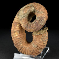 Eindrucksvoller heteromorpher Ammonit aus der Kreidezeit