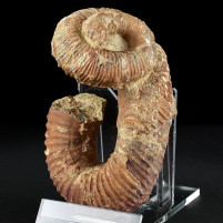 Seltener heteromorpher Ammonit Nostoceras malagasyense