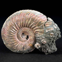 Schöner irisierender Perlmutt Ammonit Quenstedtocersas lamberti