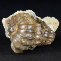 Seltener heteromorpher Kreide Ammonit Turrilites hurgadianus