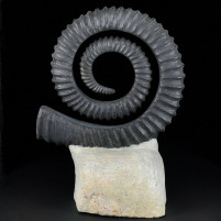 Spektakulärer heteromorpher Ammonit Anetoceras aus dem Devon