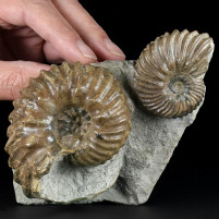 Exclusive Ammonitenstufe mit Hoplites dentatus aus Troyes 