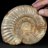 Großer Ammonit Perisphintes aus der Jura von Madagaskar