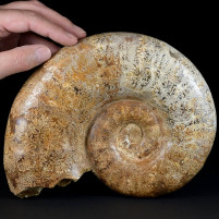Großer polierter Jura Ammonit Hemilytoceras Madagaskar