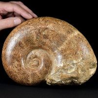 Schöner Jura Ammonit aus Madagaskar Hemilytoceras sp.