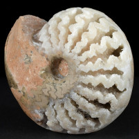Herrlicher Trias Ammonit Arcestes rothpletzi aus Timor