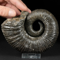 Ammoniten Rarität Petioceras sp. Kreidezeit von Kolumbien
