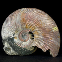 Schillernder Perlmutt Ammonit Quenstedtoceras lamberti