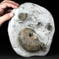 Seltener Jura Ammonit Liparoceras (Becheiceras) bechei aus Dorset