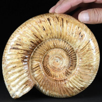 Schöner großer Ammonit Divisosphinctes aus Madagaskar
