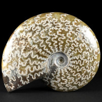 Fossilien Ammonit Madagaskar mit tollen Lobenlinien