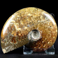 Ammonit Cleoniceras aus Madagaskar