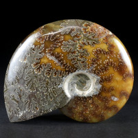 Schöner polierter Ammonit aus Madagaskar Cleoniceras sp.