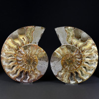 Großes Ammoniten Paar Cleoniceras aus Madagaskar