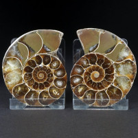Fossilien aus Madagaskar Ammoniten Paar Desmoceras sp.